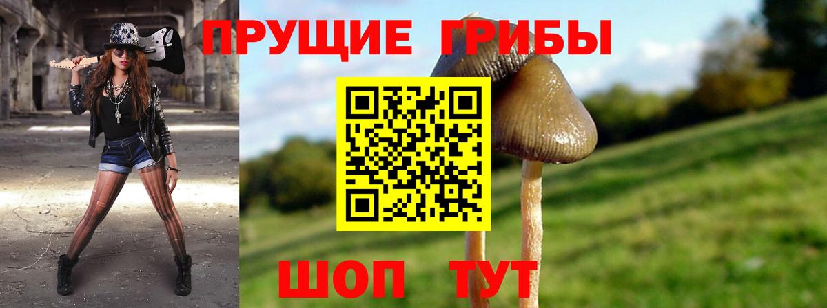 Псилоцибиновые грибы Psilocybine cubensis  Псилоцибиновые грибы прущие грибы  Новоалександровск 